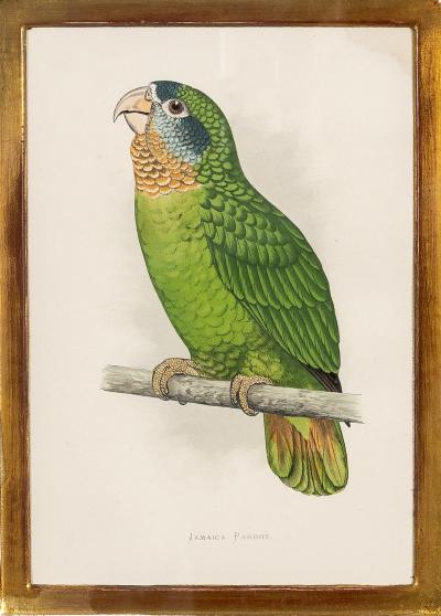 Alexander Francis Lydon Parrot Engravings by Alexander Francis Lydon Set of Four