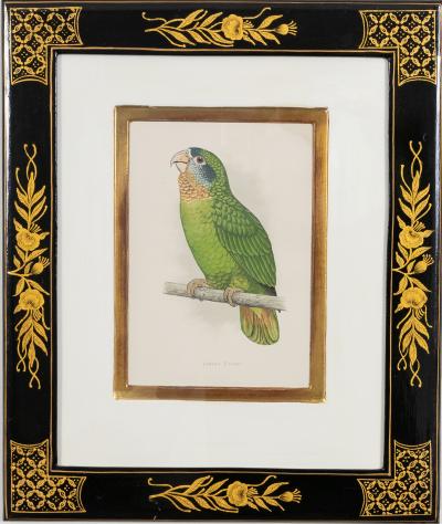 Alexander Francis Lydon Parrot Engravings by Alexander Francis Lydon Set of Four