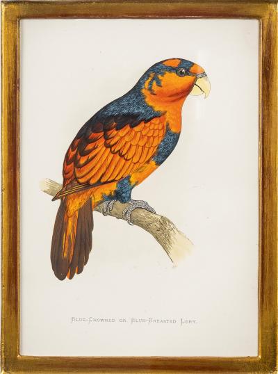 Alexander Francis Lydon Parrot Engravings by Alexander Francis Lydon Set of Four