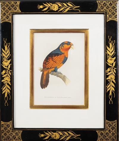 Alexander Francis Lydon Parrot Engravings by Alexander Francis Lydon Set of Four