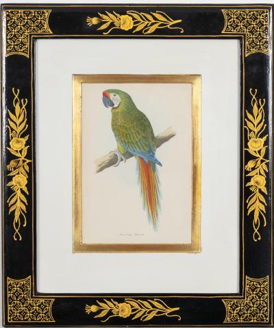 Alexander Francis Lydon Parrot Engravings by Alexander Francis Lydon Set of Four
