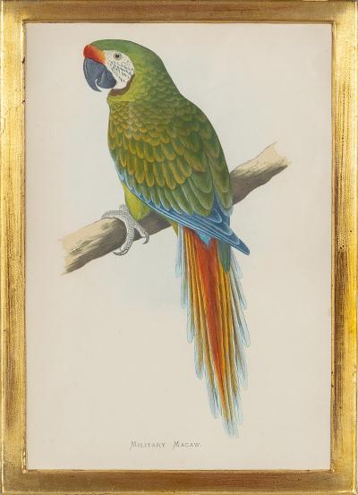 Alexander Francis Lydon Parrot Engravings by Alexander Francis Lydon Set of Four