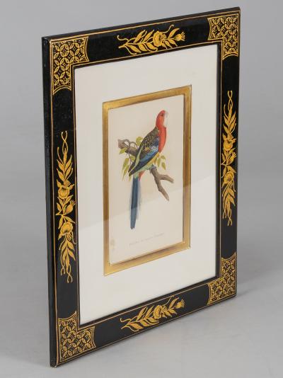 Alexander Francis Lydon Parrot Engravings by Alexander Francis Lydon Set of Four