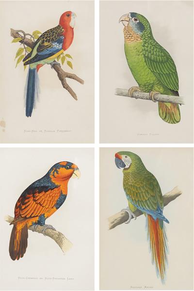 Alexander Francis Lydon Parrot Engravings by Alexander Francis Lydon Set of Four