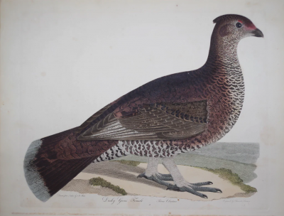 Alexander Wilson ALEXANDER WILSON 1766 1813 DUSKY GROUS FEMALE