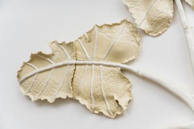 Alice Riehl Mangrove FR