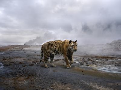 Alice Zilberberg Amber Tiger