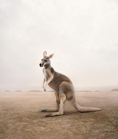 Alice Zilberberg Care Kangaroo