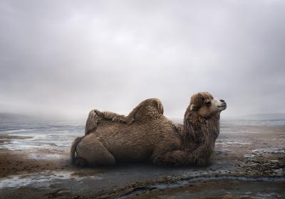Alice Zilberberg Centered Camel