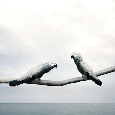 Alice Zilberberg Grounded Gray Parrots