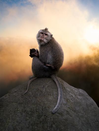 Alice Zilberberg Mother Monkey