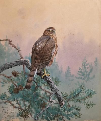 Allan Brooks ALLAN BROOKS AMERICAN 1869 1945 PERCHED HAWK ON A PINE TREE