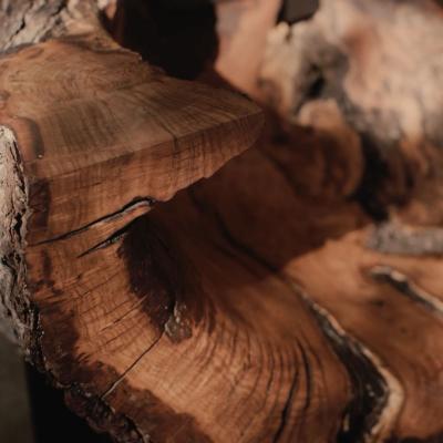 Alper Nakri My Neighbor s Tree