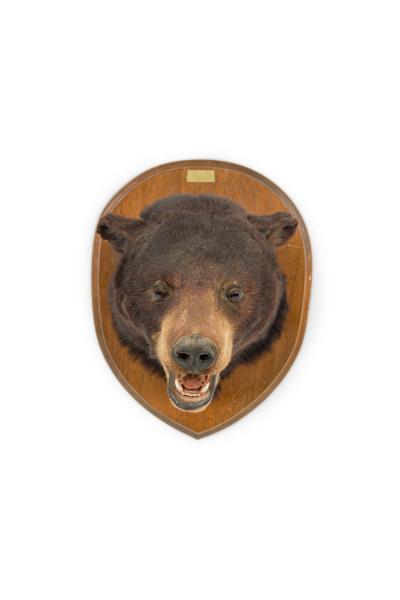 American Country Taxidermy Bear Bust Wall Plaque