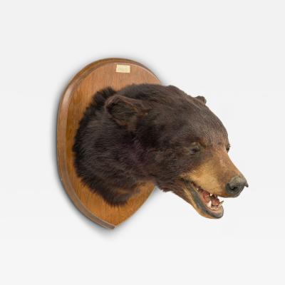 American Country Taxidermy Bear Bust Wall Plaque