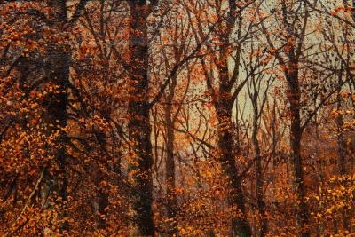 American Landscape Painting of Beech Woods in Autumn by William Snyder