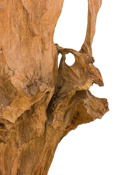 American Mid Century Wild Asian Teak Tree Root Sculpture