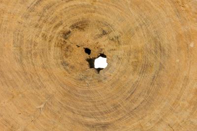 American Petried Wood Table Sculpture