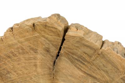 American Petried Wood Table Sculpture