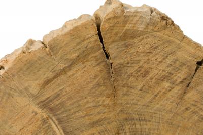 American Petried Wood Table Sculpture