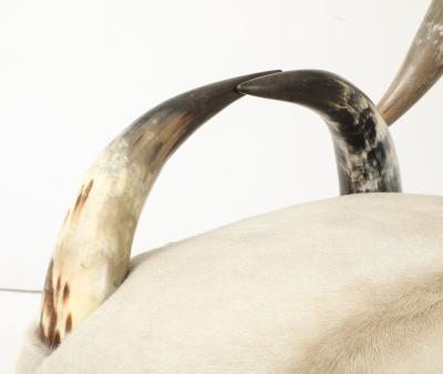 American Steerhorn Hide Chair