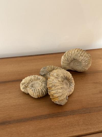 Ammonite Fossil