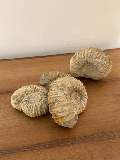 Ammonite Fossil