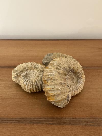 Ammonite Fossil