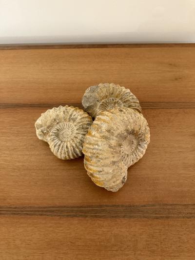 Ammonite Fossil