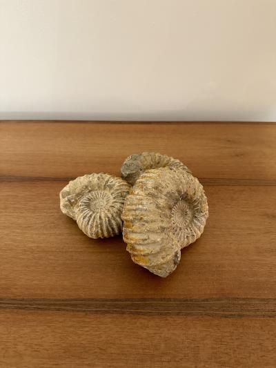 Ammonite Fossil