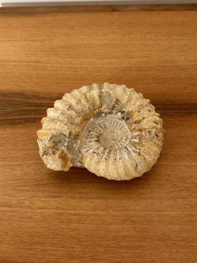 Ammonite Fossil