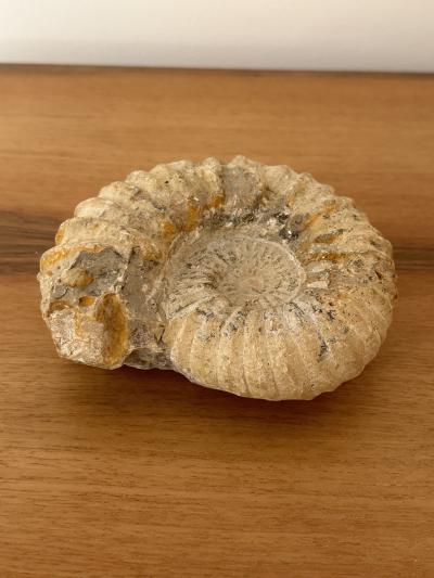 Ammonite Fossil
