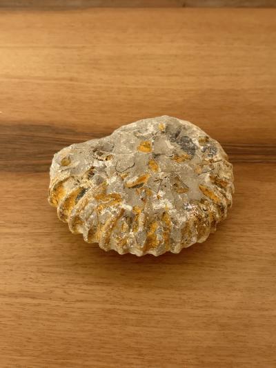 Ammonite Fossil