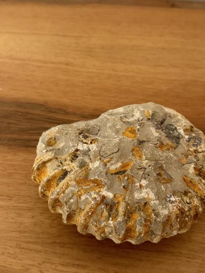Ammonite Fossil