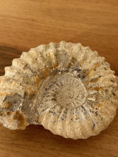 Ammonite Fossil