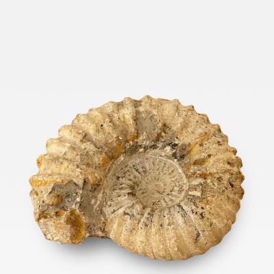 Ammonite Fossil