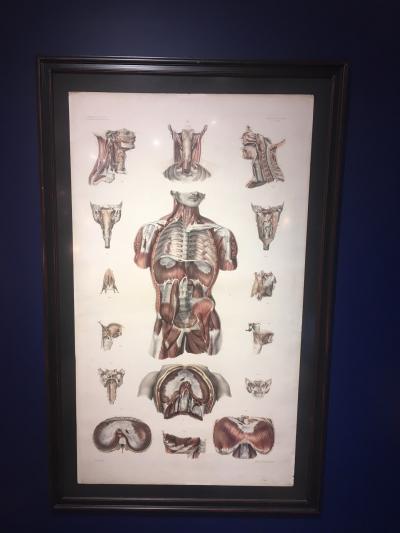 Anatomical prints by Doctor Bourgery and artist Jacob