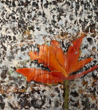 Andrea Bonfils Orange Orchid