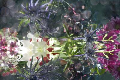 Andrea Bonfils Submerged Garden 0262