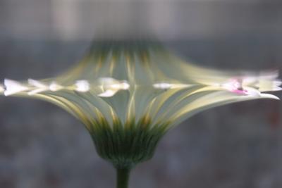 Andrea Bonfils Submerged Garden 0315