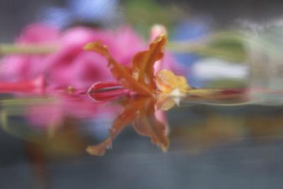 Andrea Bonfils Submerged Garden 1616