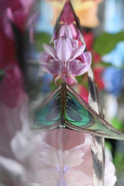 Andrea Bonfils Submerged Garden 2511