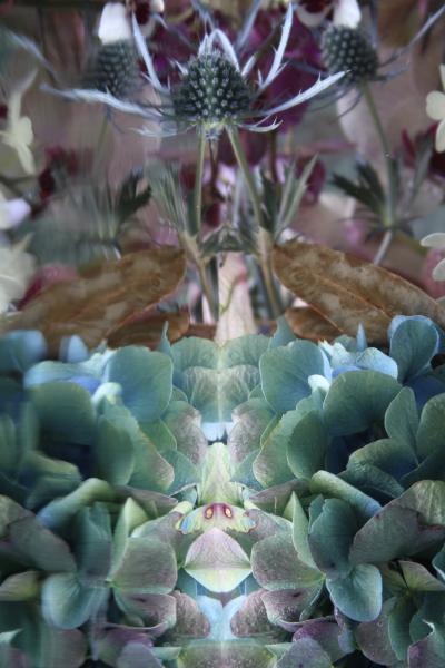 Andrea Bonfils Submerged Garden 3171