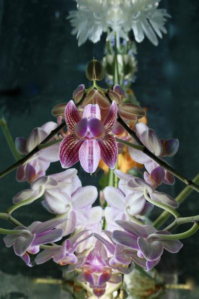 Andrea Bonfils Submerged Garden 4800
