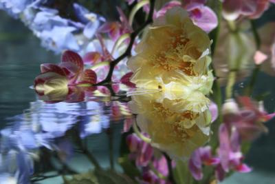 Andrea Bonfils Submerged Garden 5266