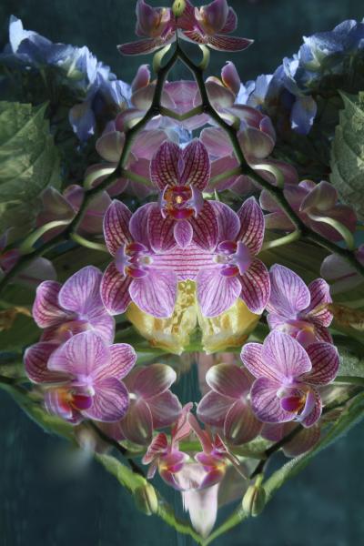 Andrea Bonfils Submerged Garden 5275