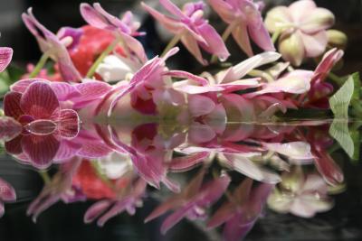 Andrea Bonfils Submerged Garden 5518
