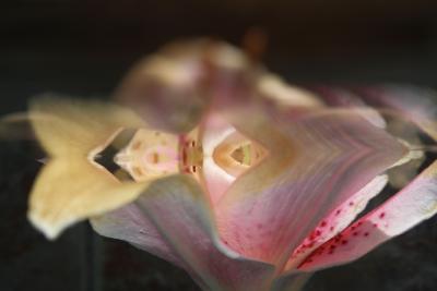 Andrea Bonfils Submerged Garden 5752