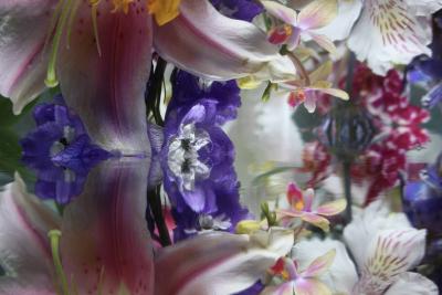 Andrea Bonfils Submerged Garden 7371