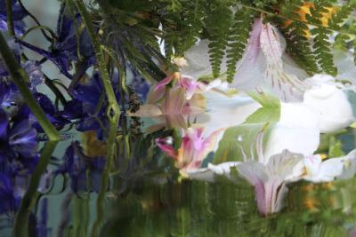 Andrea Bonfils Submerged Garden 7444